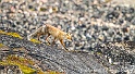 Renard 6358